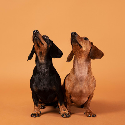 2 Hunde